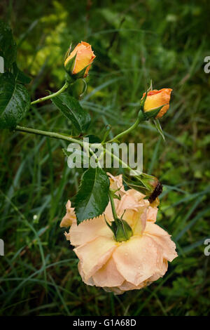 Einen gelben Teerose, zwei Knospen mit Tropfen auf ihre Blütenblätter und tot Blume im Garten nach Regen, symbolischen drei Phasen des Lebens Stockfoto