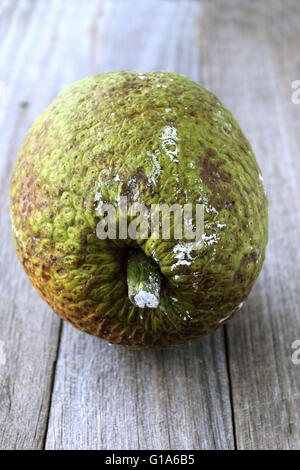 Frische Brotfrüchte oder auch bekannt als Artocarpus Altilis auf hölzernen Hintergrund Stockfoto