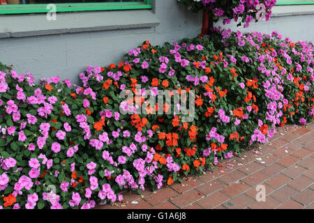 Mischfarben Impatiens Walleriana in voller Blüte Stockfoto