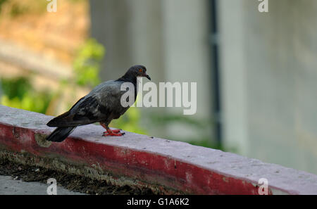 Taube in Asien, Thailand (Tiefenschärfe) Stockfoto