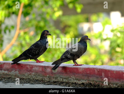 Taube in Asien, Thailand (Tiefenschärfe) Stockfoto