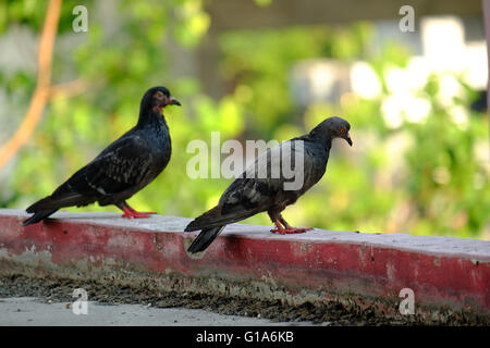 Taube in Asien, Thailand (Tiefenschärfe) Stockfoto