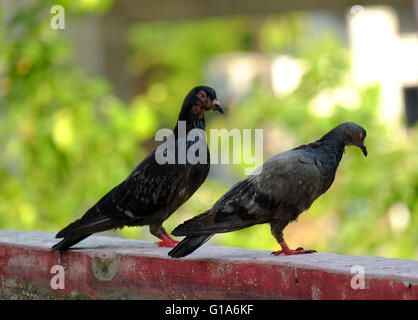 Taube in Asien, Thailand (Tiefenschärfe) Stockfoto