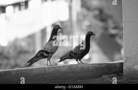 Taube in Asien, Thailand (Tiefenschärfe) Stockfoto