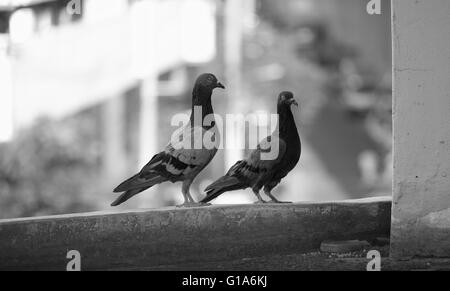 Taube in Asien, Thailand (Tiefenschärfe) Stockfoto