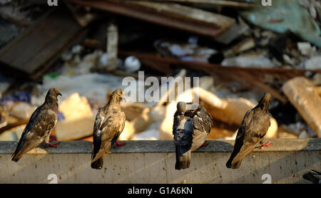 Taube in Asien, Thailand (Tiefenschärfe) Stockfoto