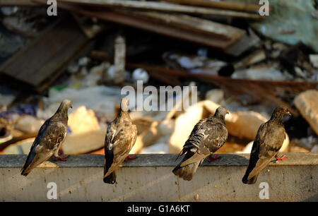 Taube in Asien, Thailand (Tiefenschärfe) Stockfoto