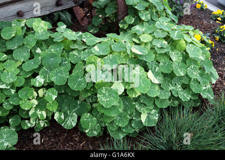 Kapuzinerkresse Pflanzen wachsen auf dem Boden, auch bekannt als Tropaeolum majus Stockfoto