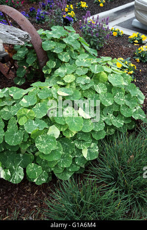 Kapuzinerkresse Pflanzen wachsen auf dem Boden, auch bekannt als Tropaeolum majus Stockfoto