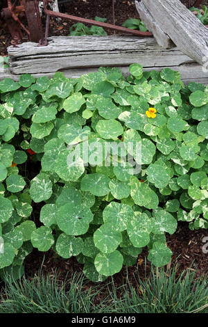 Kapuzinerkresse Pflanzen wachsen auf dem Boden, auch bekannt als Tropaeolum majus Stockfoto