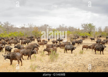 Herde Afrikanischer Büffel (syncerus Caffer) an einem bewölkten Tag, Krüger Nationalpark, Südafrika Stockfoto