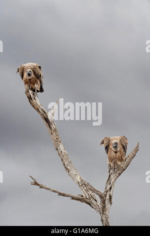 Weiß-backed Vulture (Tylose in Africanus) in toten Baum gehockt, Krüger Nationalpark, Südafrika Stockfoto