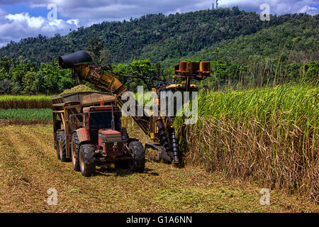 Ein Traktor und ein Harvester arbeiten im Tandem, Zuckerrohr zur lokalen Mühle zu bekommen. Stockfoto