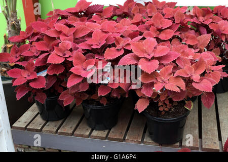 Red Head Sun Coleus oder bekannt als Solenostemon Scutellarioides wächst in einem Topf Stockfoto