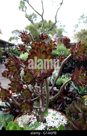 Aeonium Arboreum Atropurpureum wächst in einem Topf Stockfoto