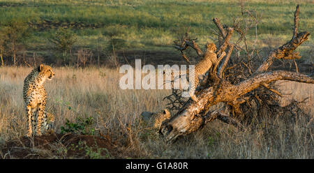 Geparden Mutter Uhren Cub Kletterbaum, KwaZulu Natal, Südafrika Stockfoto