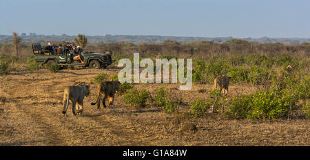 Große Gruppe von Löwen geht eine Gruppe von Touristen in einem Jeep-Safari, KwaZulu Natal, Südafrika. Stockfoto