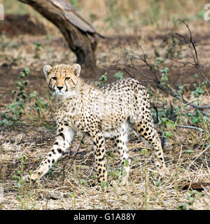 Gepard Cub Sichtung auf Safari im Phinda Private Game Reserve, KwaZulu Natal, Südafrika Stockfoto