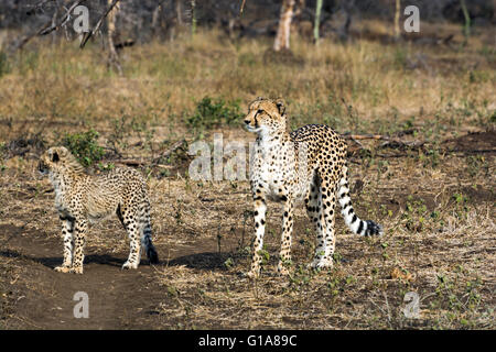 Geparden Mutter und Jungtier Sichtung auf Safari im Phinda Private Game reserve, KwaZulu Natal, Südafrika Stockfoto