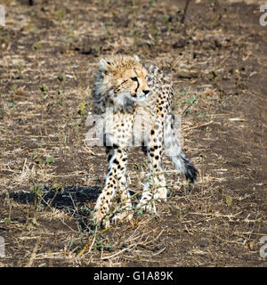 Gepard Cub Sichtung auf Safari im Phinda Private Game Reserve, KwaZulu Natal, Südafrika Stockfoto