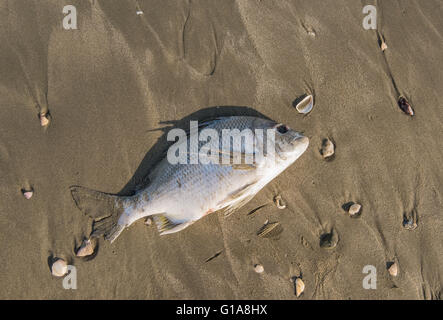 Tote Fische an einer Küste Stockfoto