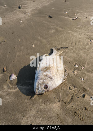 Tote Fische an einer Küste Stockfoto