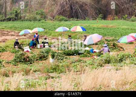 Arbeiter ernten Erdnüsse in einem Feld nahe Chiang Mia, Thailand Stockfoto