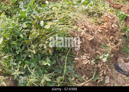 Erntefrisch Ernte Erdnüsse in einem Feld nahe Chiang Mia, Thailand Stockfoto