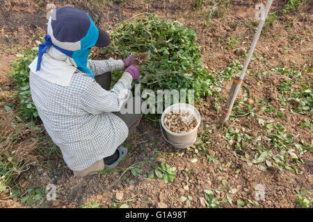 Arbeiter ernten Erdnüsse in einem Feld nahe Chiang Mia, Thailand Stockfoto