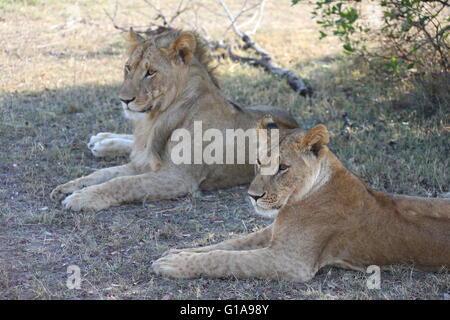 Dies ist ein Foto von zwei Löwen in der Serengeti in Afrika übernommen. Stockfoto