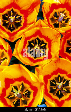 Tulpen Tulipa 'Flair' Muster, offene Tulpen Nahaufnahme Blume abstrakte Blumen Top View Blütenstempel Staubbeutel Stockfoto