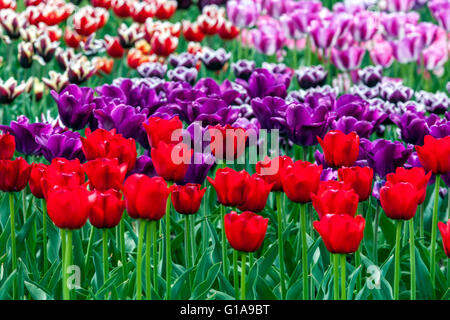 Blühende Tulpen, Tulipa Stockfoto