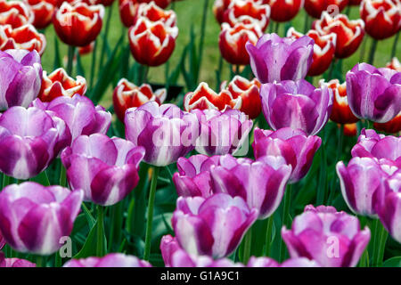 Blühender Tulpengarten, Triumph Tulip Tulipa „Shirley Dream“ Stockfoto