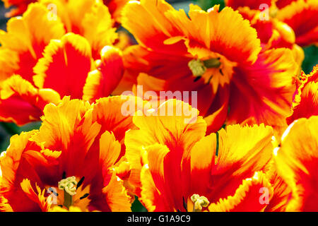 Blühende Tulpen Garten, Tulipa 'Bright Parrot' rot gelb Papageientulpen Stockfoto