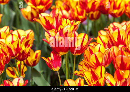 Blühender Tulpen Garten, Tulipa "Farbeppektakel" Stockfoto