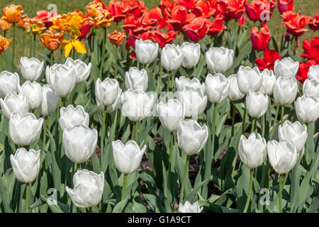 Weiße Tulpen Garten gemischte blühende Tulpen Garten Weiße Tulipa 'Hakuun' Weiße Blumen Tulpen Blumenbeet Mix Mai Blumen blühendes buntes Blumenbeet Stockfoto