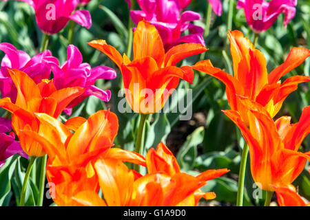 Blühende Tulpen, Tulipa Stockfoto