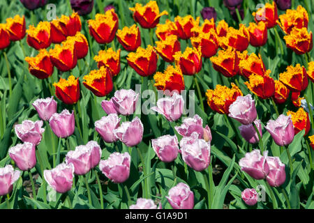 Blühender Tulpengarten, rot gelbe Tulipa 'Palmares' Rosa Tulipa 'Cummins' gefranste Tulpen gemischte Blumen Rote gelbe rosa Tulpen in farbenfrohem Blumenbeet Stockfoto