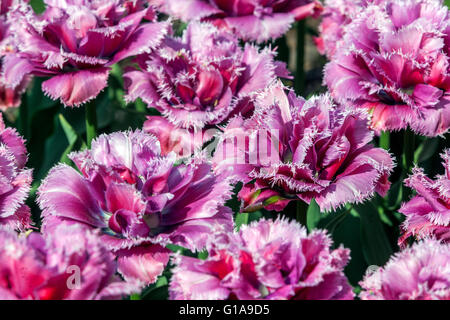 Garten mit eingefransten Tulpen, Tulipa 'Matchpoint' Stockfoto