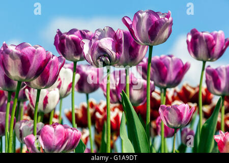 Purple Tulips Garten, Triumph Tulip Tulipa „Shirley Dream“ Frühlingsblumen Garten Himmel auf einem Blumenbeet Stockfoto