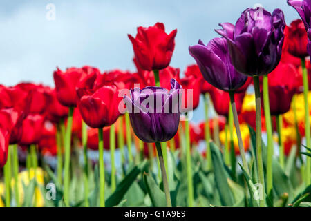 Blühende Tulpen, Tulipa Stockfoto