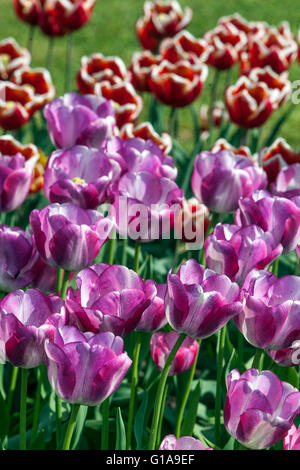 Blühender Tulpengarten, Tulip Triumph Tulipa „Shirley Dream“ Stockfoto