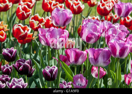 Blühender Tulpengarten Triumph Tulip Tulipa „Shirley Dream“ Stockfoto