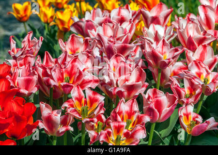 Blühender Tulpengarten, Tulipa 'Czaar Peter' Tulipa greigii Stockfoto