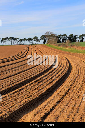 Linien im Bereich braunen Boden bereit für Anbau, Shottisham, Suffolk, England, UK Stockfoto