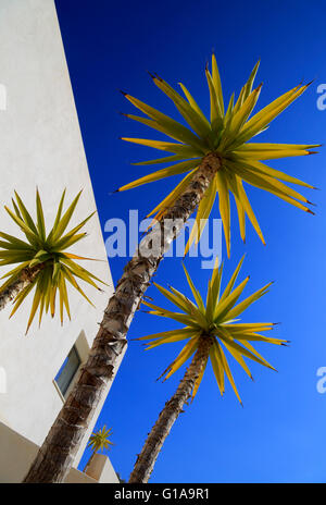Yucca Aloifolia, spanisches Bajonett, Gartenpflanze gegen blauen Himmel Naturpark Cabo de Gata, Almeria, Spanien Stockfoto