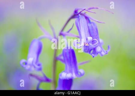 Nahaufnahme der bluebells (Hyacinthoides non scripta), die in einer englischen Wälder. Stockfoto