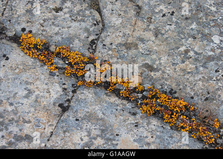 Zwerg-Weide / zuletzt Weide / Snowbed Weide (Salix Herbacea) wächst auf Felsen im Herbst, Boltodden, Kvalvagen, Spitzbergen, Norwegen Stockfoto