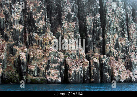 Seevogel Brutkolonie in Basalt Felsen Alkefjellet, Lomfjordhalvøya in Ny Friesland auf Spitzbergen / Svalbard Stockfoto