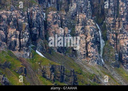 Seevogel Brutkolonie in Basalt Felsen Alkefjellet, Lomfjordhalvøya in Ny Friesland auf Spitzbergen / Svalbard Stockfoto